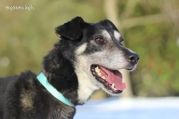 Pies do adopcji, Bydgoszcz, 15 stycznia 2026 (2/5)