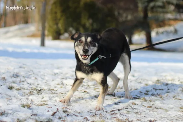 Pies do adopcji, Bydgoszcz, 15 stycznia 2026 (4/5)