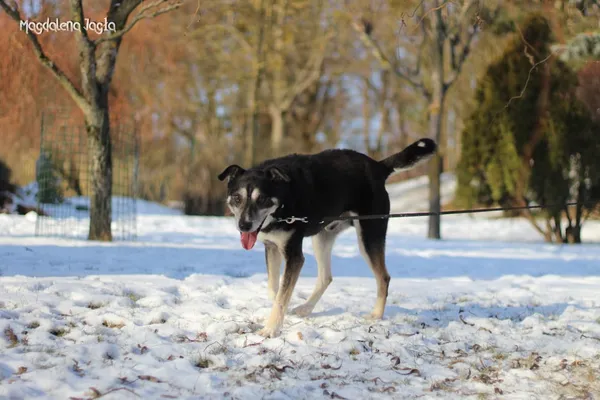 Pies do adopcji, Bydgoszcz, 15 stycznia 2026 (1/5)