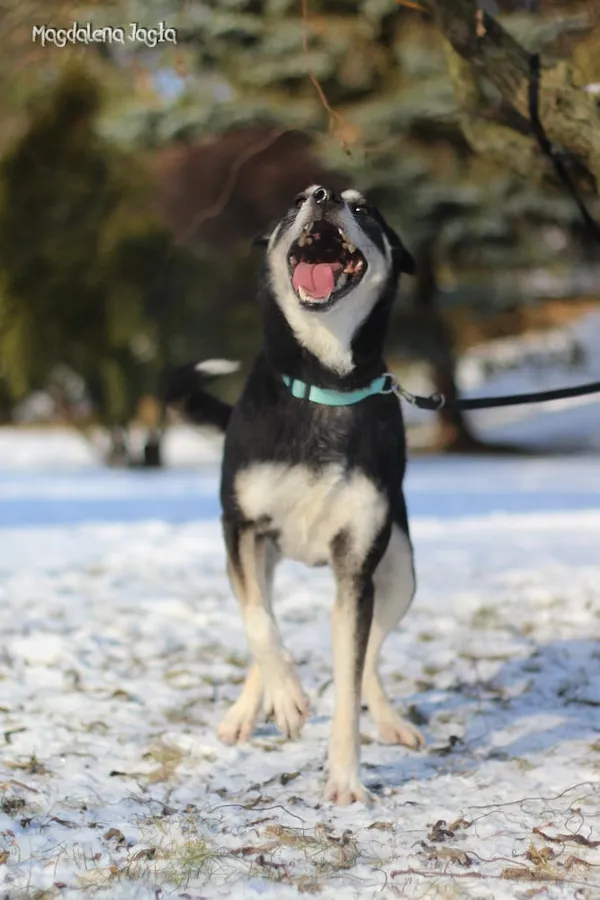 Pies do adopcji, Bydgoszcz, 15 stycznia 2026 (5/5)