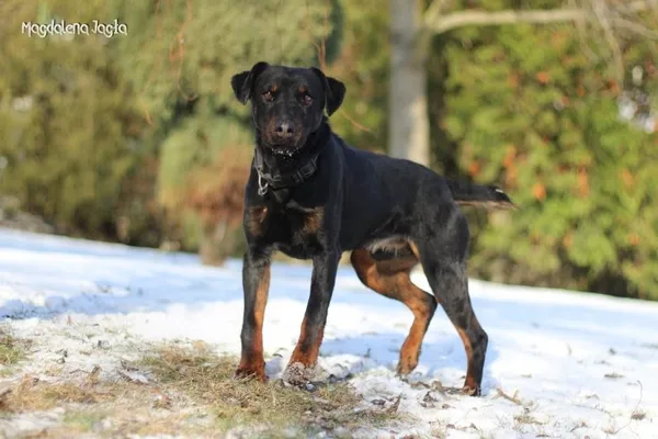 Pies do adopcji, Bydgoszcz, 15 stycznia 2026 (4/5)