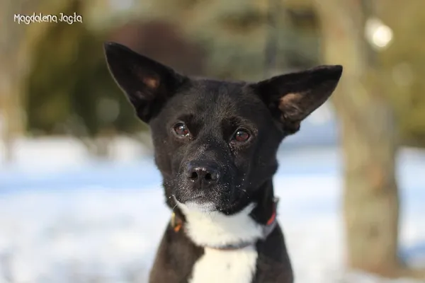 Pies do adopcji, Bydgoszcz, 15 stycznia 2026 (2/5)