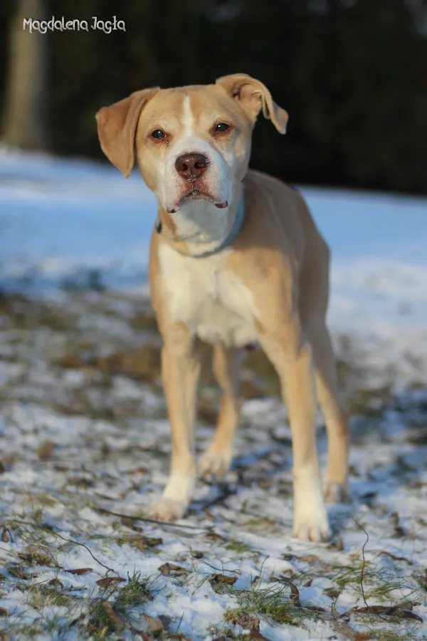 Pies do adopcji, Bydgoszcz, 15 stycznia 2026 (2/5)