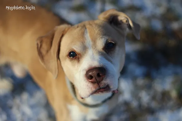 Pies do adopcji, Bydgoszcz, 15 stycznia 2026 (5/5)