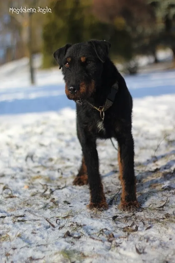 Pies do adopcji, Bydgoszcz, 15 stycznia 2026 (4/5)