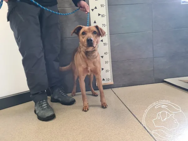 Znaleziono psa, Chełmek, 16 stycznia 2026