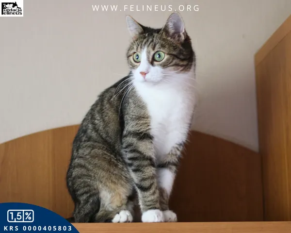 Kot do adopcji, Rzeszów, 16 stycznia 2026 (2/6)