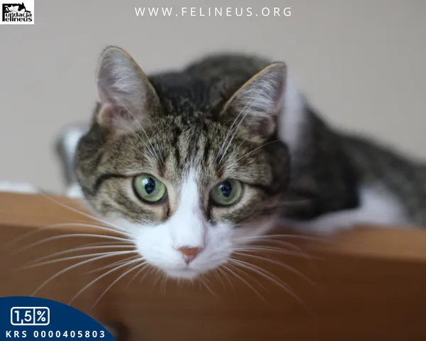 Kot do adopcji, Rzeszów, 16 stycznia 2026 (4/6)