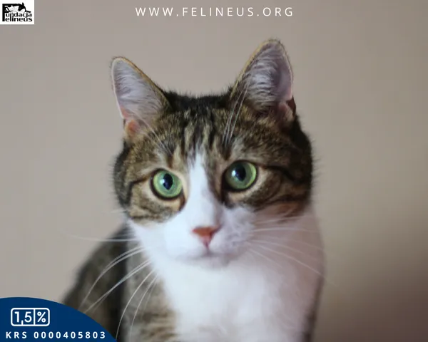 Kot do adopcji, Rzeszów, 16 stycznia 2026 (5/6)