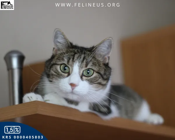 Kot do adopcji, Rzeszów, 16 stycznia 2026 (6/6)