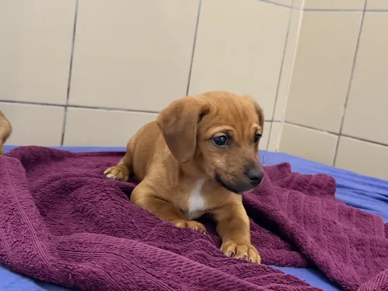 Pies do adopcji, Kraków, 12 stycznia 2026