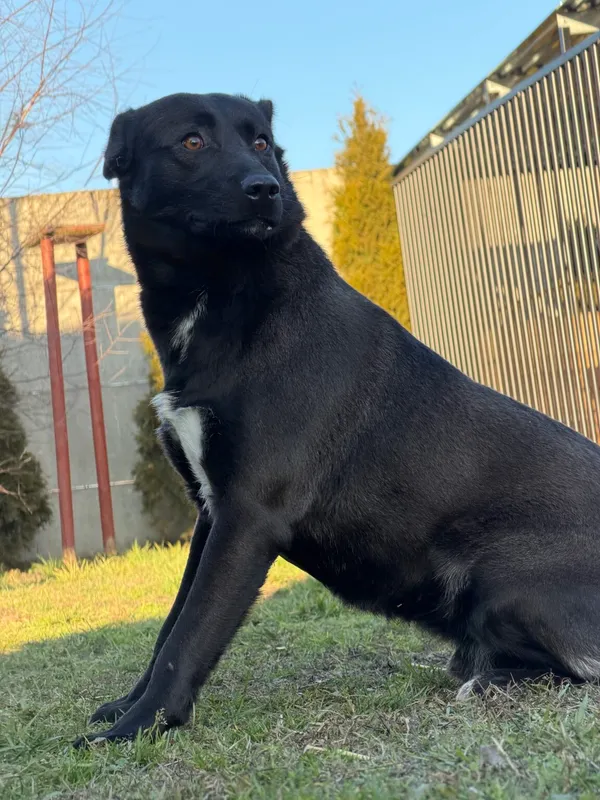 Pies do adopcji, Pieczyska, 16 stycznia 2026 (2/4)