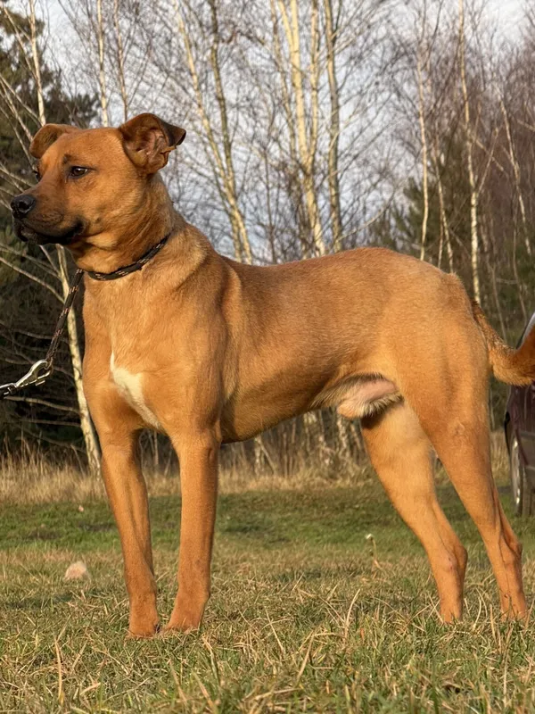 Pies do adopcji, Pieczyska, 16 stycznia 2026 (3/5)