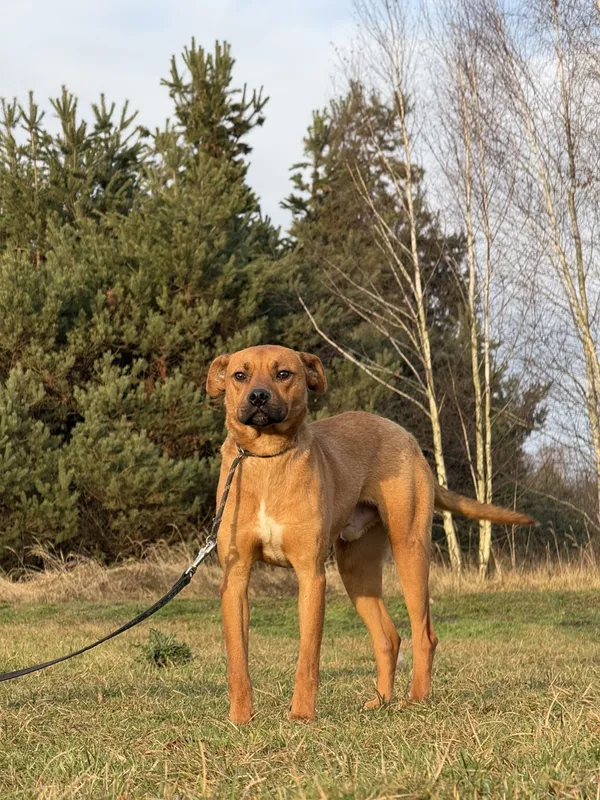 Pies do adopcji, Pieczyska, 16 stycznia 2026 (5/5)