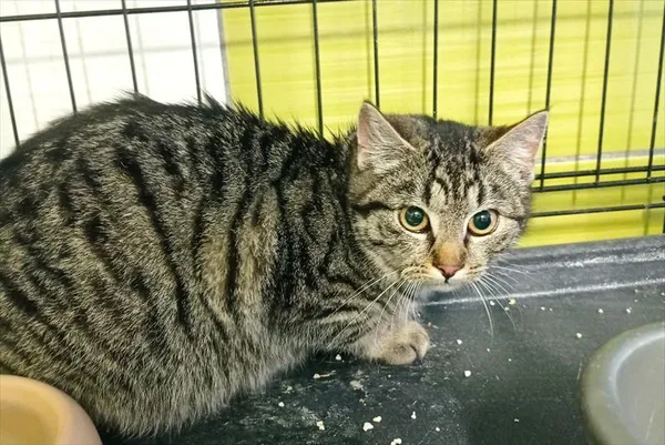 Kot do adopcji, Racibórz, 16 stycznia 2026