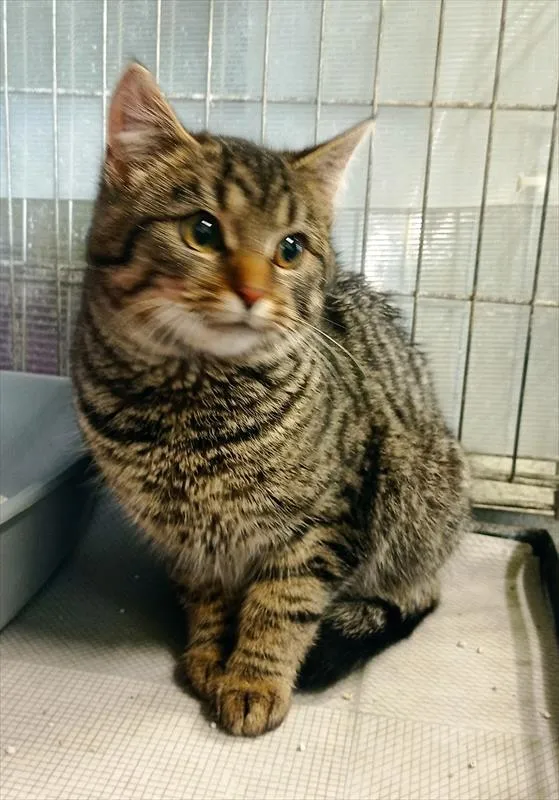 Kot do adopcji, Racibórz, 16 stycznia 2026