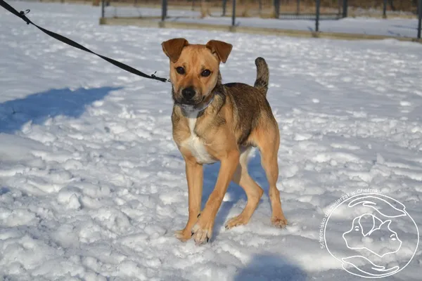 Pies do adopcji, Chełmek, 27 grudnia 2025