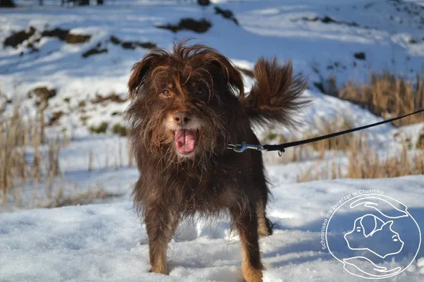 Pies do adopcji, Chełmek, 23 grudnia 2025