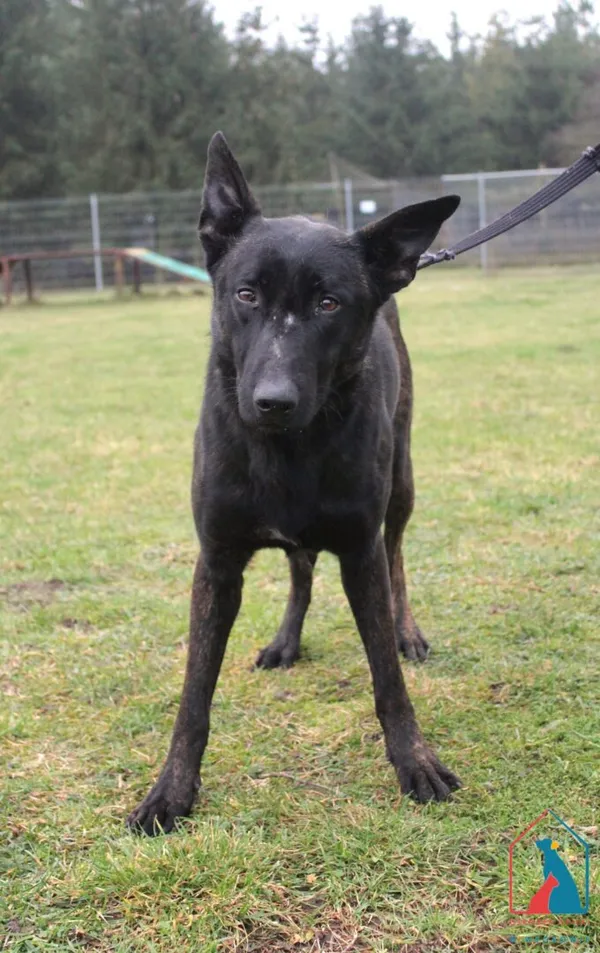 Pies do adopcji, Grudziądz, 17 grudnia 2025