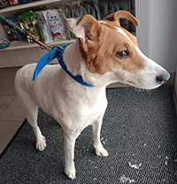 Znaleziono psa, Siedlce, 14 stycznia 2026