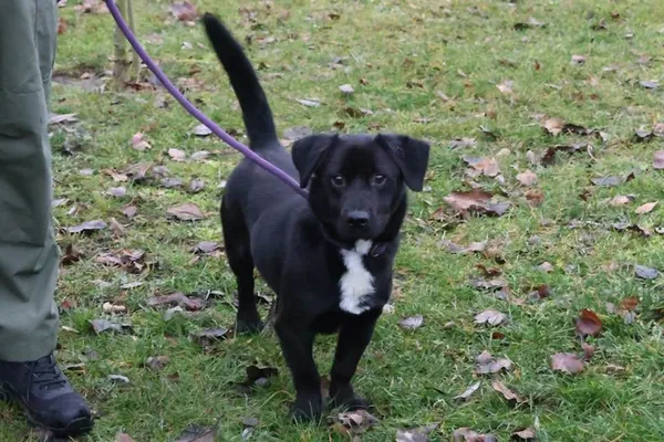 Pies do adopcji, Bełchatów, 8 czerwca 2025 (1/5)