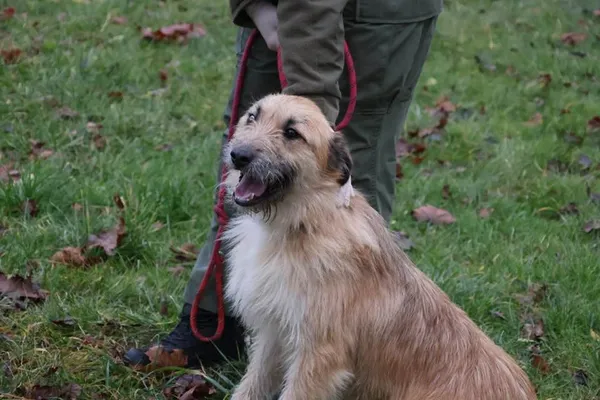 Pies do adopcji, Bełchatów, 23 maja 2025 (2/5)