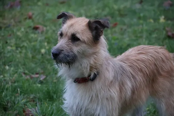 Pies do adopcji, Bełchatów, 23 maja 2025 (3/5)