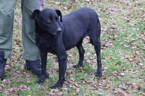 Pies do adopcji, Bełchatów, 23 kwietnia 2022 (1/5)