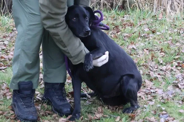 Pies do adopcji, Bełchatów, 23 kwietnia 2022 (3/5)