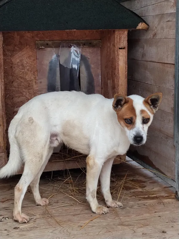 Pies do adopcji, Orzechowce, 15 stycznia 2026 (1/4)