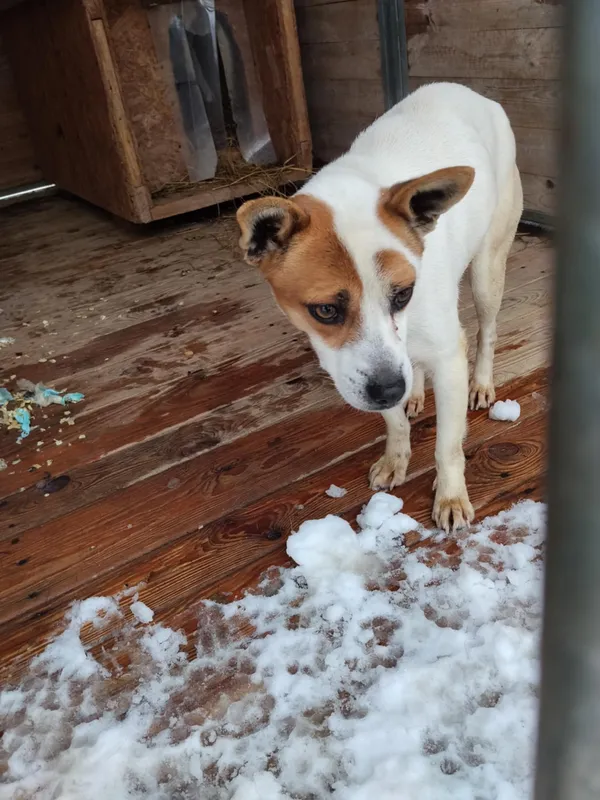 Pies do adopcji, Orzechowce, 15 stycznia 2026 (2/4)