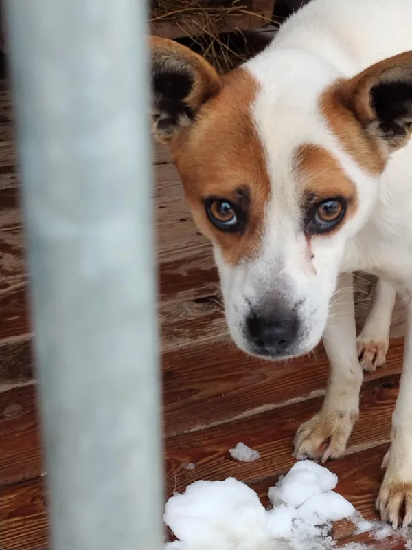 Pies do adopcji, Orzechowce, 15 stycznia 2026 (3/4)