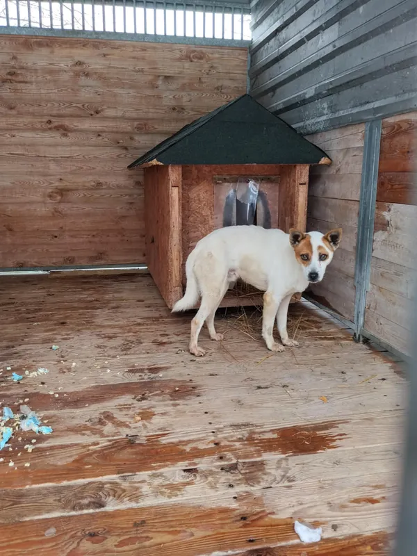 Pies do adopcji, Orzechowce, 15 stycznia 2026 (4/4)