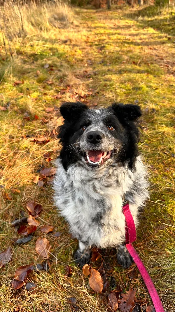 Pies do adopcji, Sosnowice, 19 listopada 2025 (4/5)