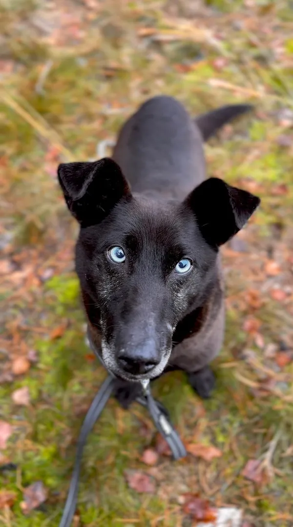 Pies do adopcji, Sosnowice, 19 listopada 2025 (5/5)