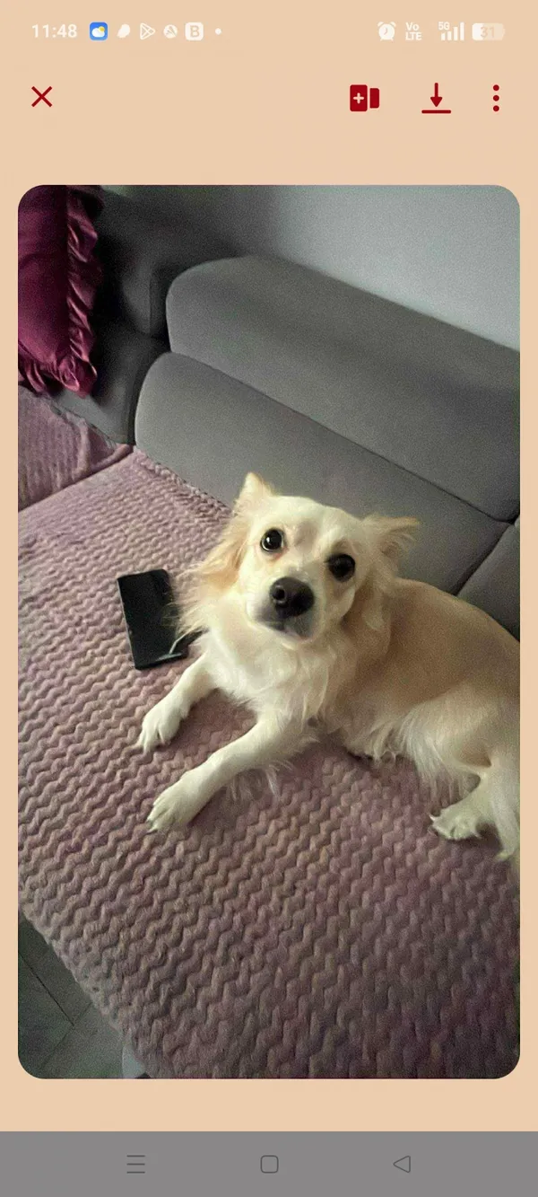 Zaginął pies, Łódź, 16 stycznia 2026