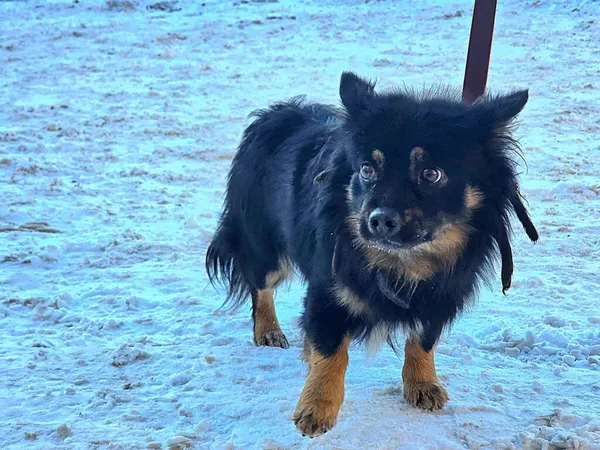 Pies do adopcji, Ropczyce, 16 stycznia 2026