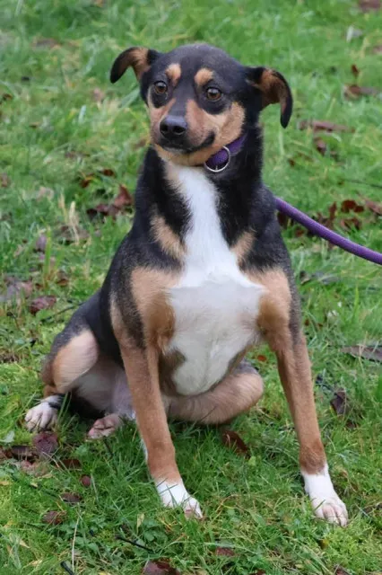 Pies do adopcji, Bełchatów, 14 czerwca 2022 (1/3)