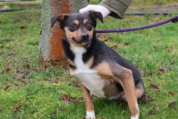 Pies do adopcji, Bełchatów, 14 czerwca 2022 (2/3)