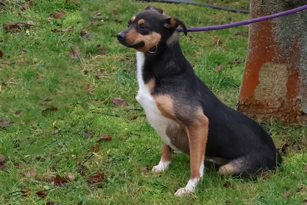 Pies do adopcji, Bełchatów, 14 czerwca 2022 (3/3)