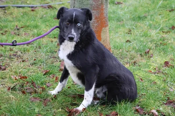 Pies do adopcji, Bełchatów, 29 listopada 2021 (2/5)