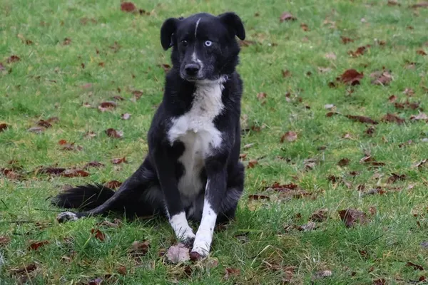 Pies do adopcji, Bełchatów, 29 listopada 2021 (3/5)
