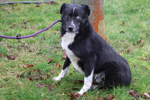 Pies do adopcji, Bełchatów, 29 listopada 2021 (4/5)