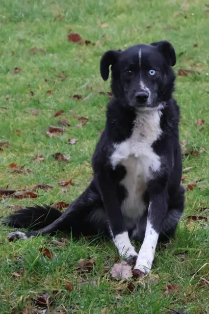 Pies do adopcji, Bełchatów, 29 listopada 2021 (5/5)