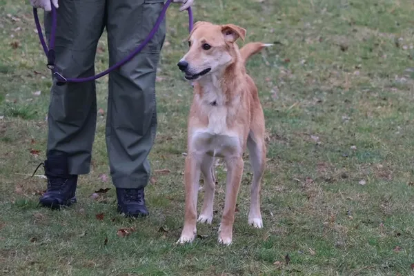 Pies do adopcji, Bełchatów, 3 lipca 2025 (3/5)