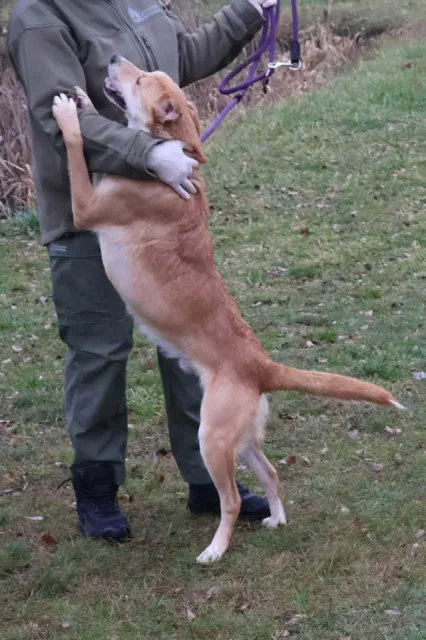 Pies do adopcji, Bełchatów, 3 lipca 2025 (4/5)