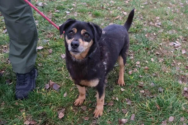 Pies do adopcji, Bełchatów, 23 czerwca 2021 (1/5)