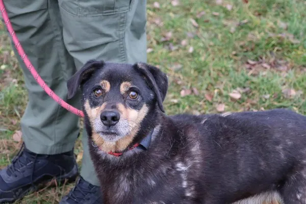 Pies do adopcji, Bełchatów, 23 czerwca 2021 (2/5)