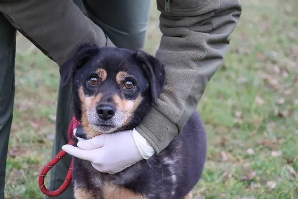 Pies do adopcji, Bełchatów, 23 czerwca 2021 (3/5)