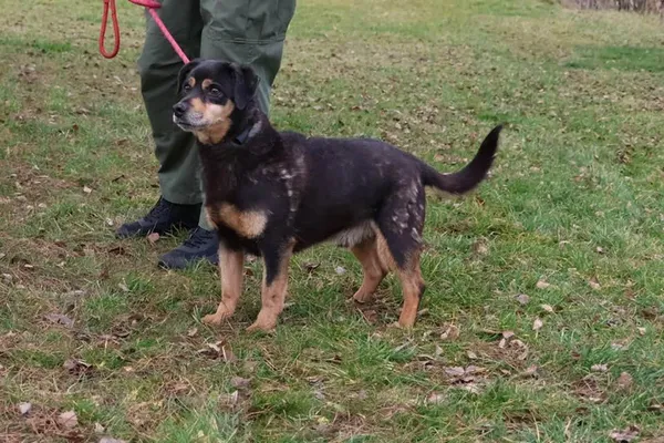 Pies do adopcji, Bełchatów, 23 czerwca 2021 (4/5)